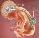 Adolescenti e giovani adulti con spina bifida: rischi psico-patologici e qualit� di vita