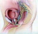 Valutazione dei livelli sierici delle metalloproteinasi - 2 e - 9 (gelatinasi A e B) in soggetti con patologie prostatiche