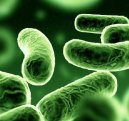Rischio biologico Legionella presso strutture sanitarie di Roma e provincia