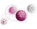Papilloma virus e lesioni della mucosa orale. Infezione e aumento del potenziale di degenerazione maligna
