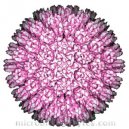 Herpesvirus umano 8 (HHV-8) nella secrezione salivare di madri e bambini dell�Uganda: fattori di rischio per la trasmissione