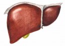 Recenti scoperte nella fisiopatologia dell�albero biliare: influenza  degli ormoni sessuali sulla proliferazione colangiocitaria