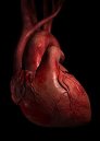 Valore incrementale della valutazione della performance sistolica ventricolare mediante strain/strain rate  nel predire l�outcome di pazienti cardiopatici ischemici sottoposti ad interventi di chirurgia vascolare.