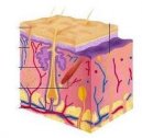 Pseudoxanthoma elasticum (PXE): 25 casi clinici e follow up