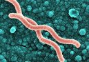 La gastropatia nel paziente celiaco adulto e bambino: quale ruolo per l�Helicobacter pylori.