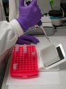 Quantificazione del DNA con real time PCR e risultati di amplificazione degli short tandem repeats (STRs)